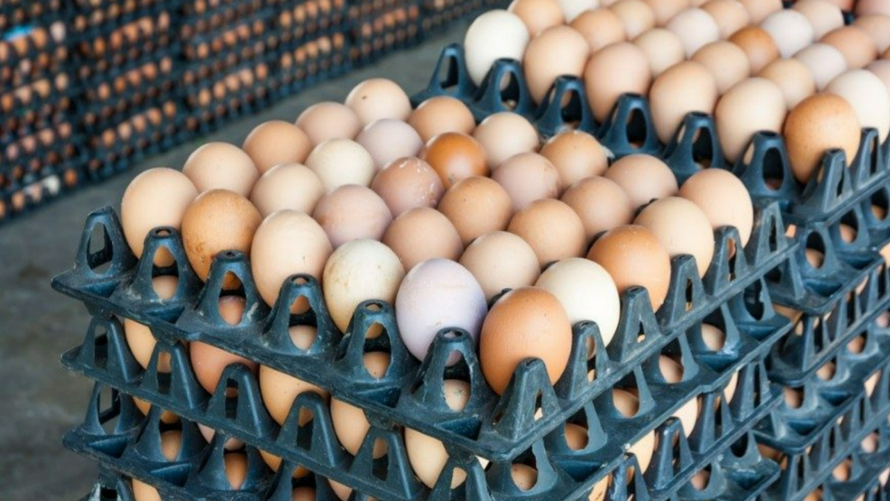 Yumurtalarda salmonella alarmı! Milyonlarca ürün için geri çağırma kararı